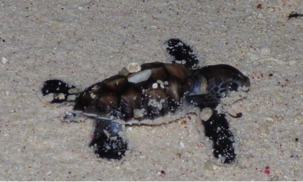 Lady Elliot Island, Australia: Adventure of a lifetime: photo 1