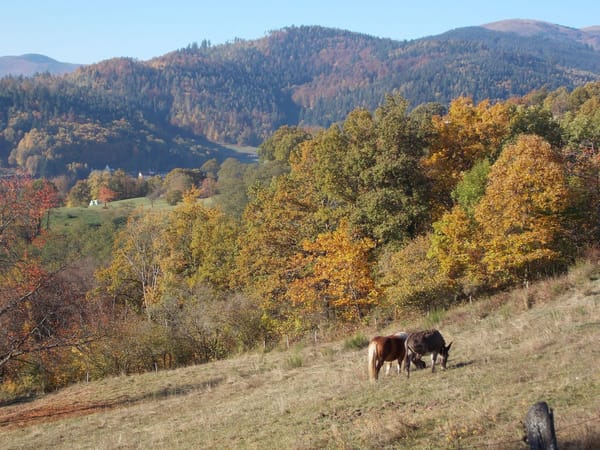 A visual journey of the French countryside: Valley of Munster: photo 30