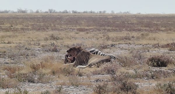 Namibia: Self-drive road trip by 2WD: photo 4
