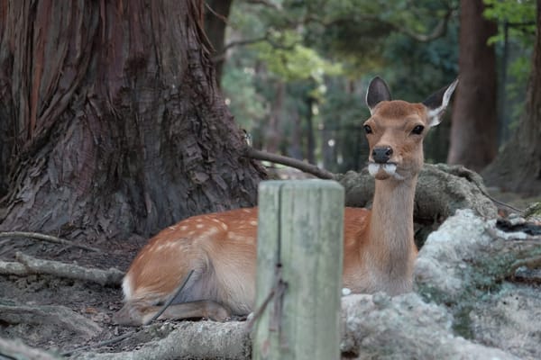 Highlights from Kansai, Japan: photo 17