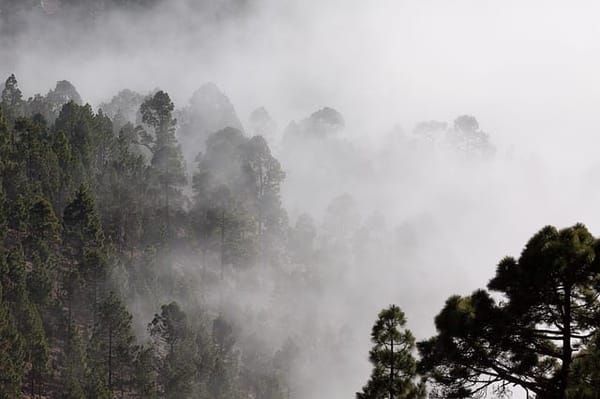 Princess of Hill Stations: Kodaikanal: photo 3