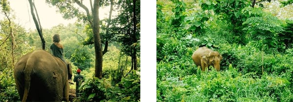 Living with Elephants: The Sayaboury Jungle, Laos: photo 3