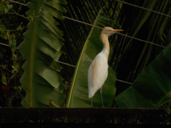 India: Bakkhali - A Lesser Known Serene White Beach: photo 11