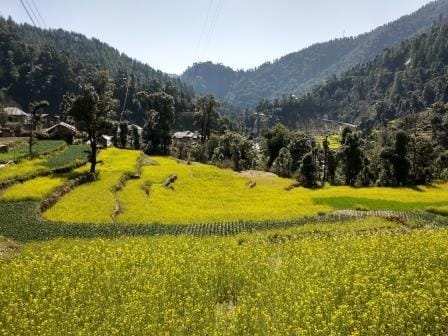 India: Bir Billing: Paragliding in the lap of nature: photo 2