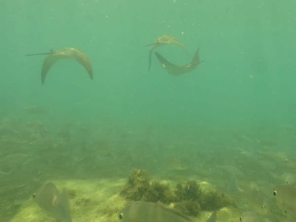 A Beautiful Paradise: The Galapagos Islands: photo 9