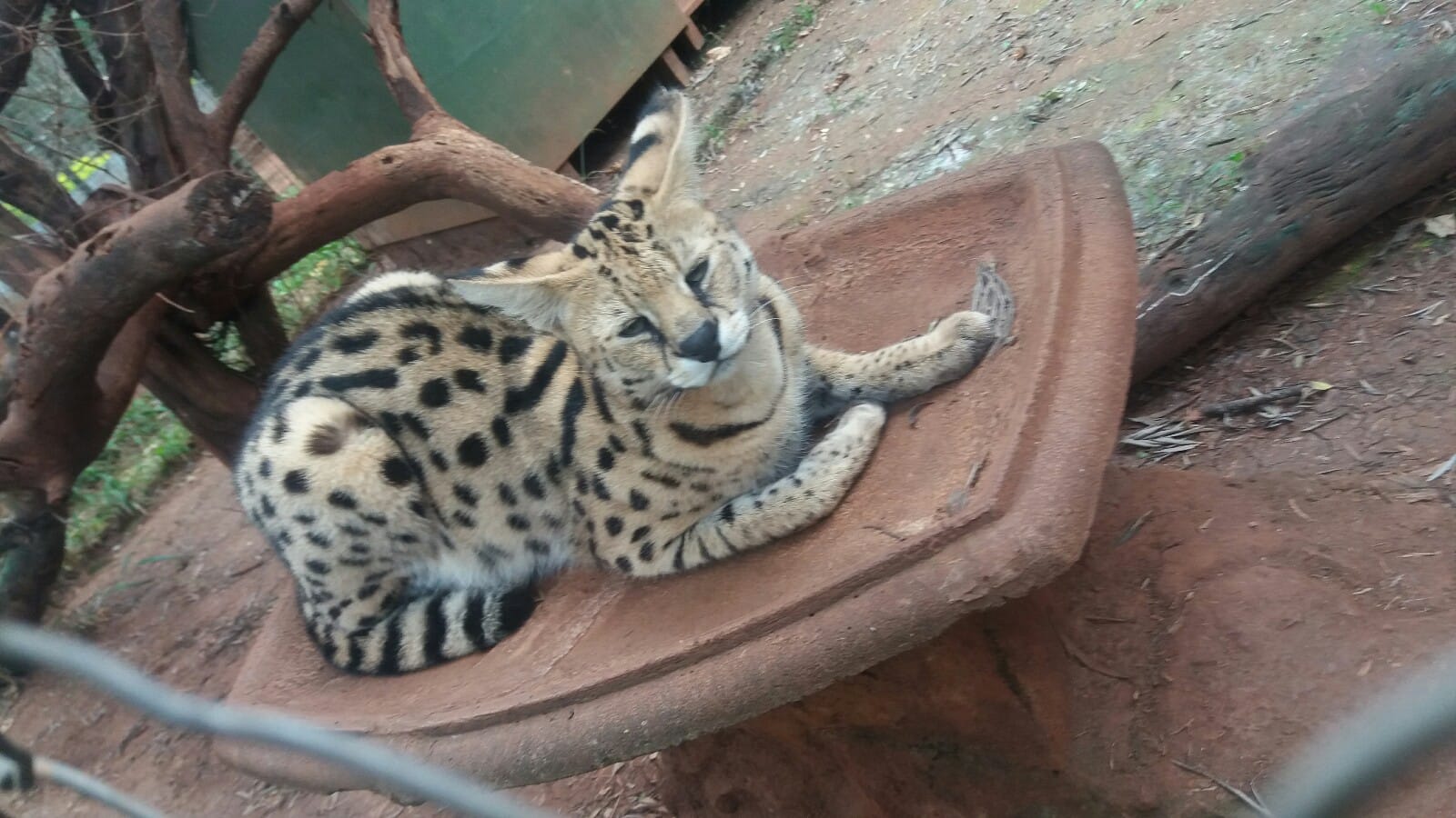 Kenya: Nairobi Animal orphanage.