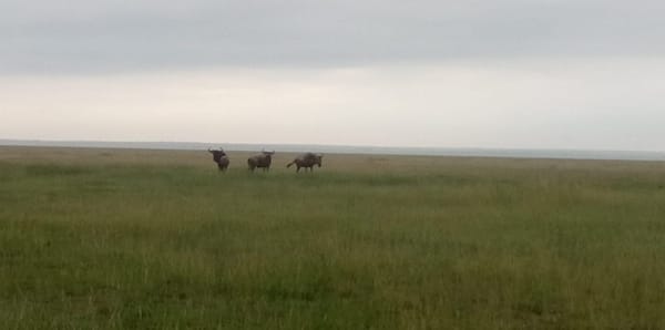 Amboseli Bound, Kajiado County, Kenya: photo 14