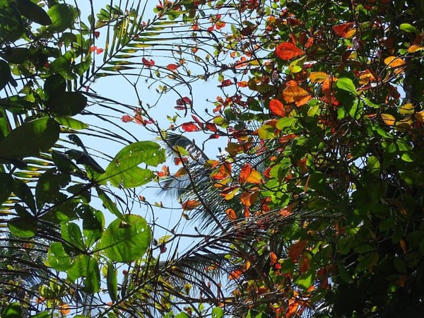Puerto Viejo, Costa Rica - Relax in this Caribbean Beach Paradise: photo 4