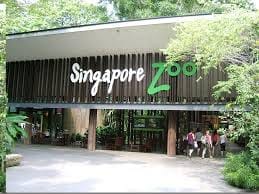 Spending A Day at Singapore Zoo and Singapore Night Safari: photo 2