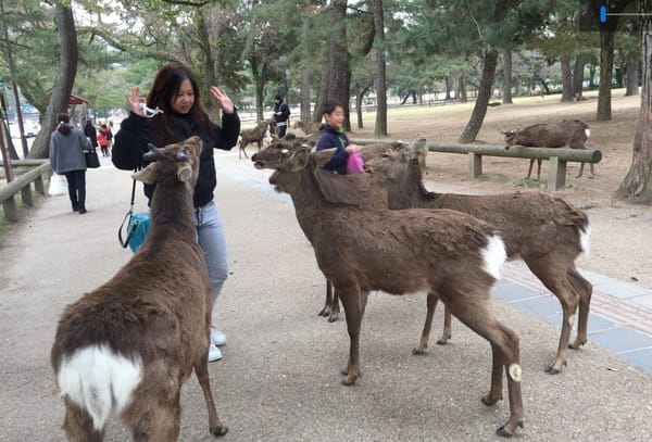 Japan's Nara Park: Deer-Central: photo 3