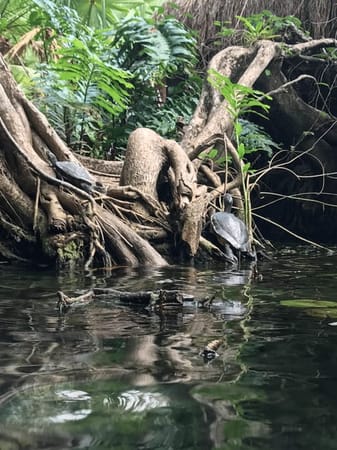 Know the Rivera Maya, Quintana Roo, Mexico.: photo 6