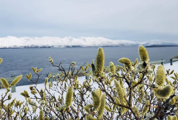 Iceland: The best of Arctic Coast Way: photo 12
