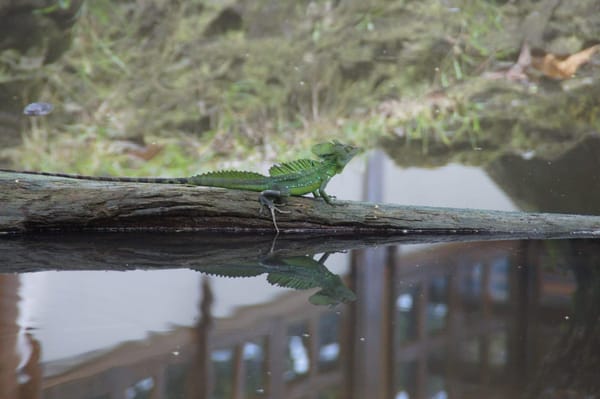 Face to face with amazing wildlife in Costa Rica’s jungle: photo 3