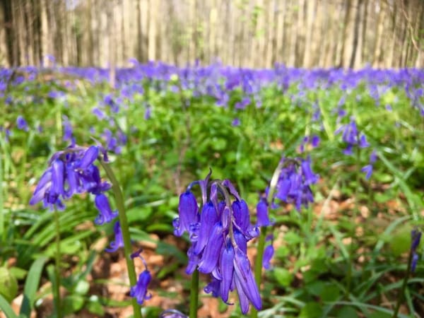 Have you seen the Blue Forest in Belgium?: photo 1