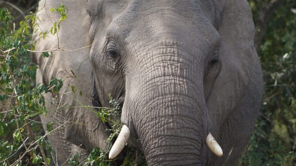 Explore the best of South Africa - Kruger National Park: photo 2