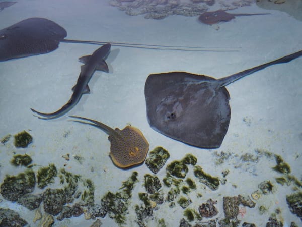 The Center of Oceanography and Marine Biology "Moskvarium": photo 8