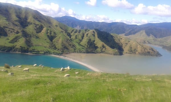 What To Do in Nelson City, New Zealand: photo 7