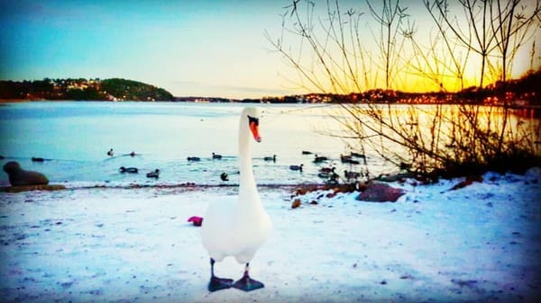 A Turkish Girl Lands in Sweden: photo 9