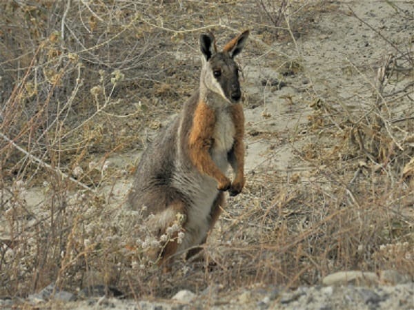 Flinders Ranges: Ancient earth and fascinating wildlife: photo 16