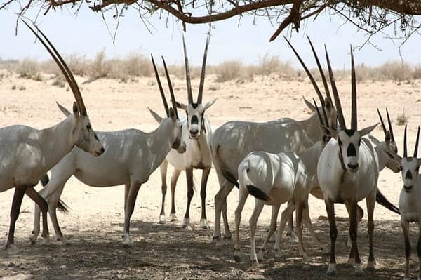 Must See Places in the Desert Kingdom of Abu Dhabi: photo 4