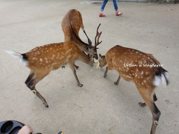 welcome to Miyajima in Hiroshima of Japan: photo 5