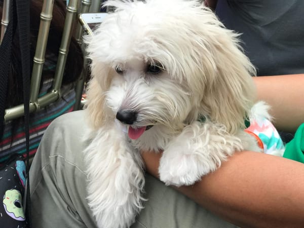 Pet friendly malls in Metro Manila: photo 2