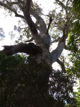 Hiking the Cryptomeria forest in Reunion Island: photo 11