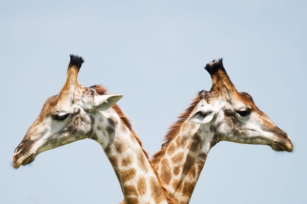 The Best Places to Visit in Nairobi Kenya: photo 3