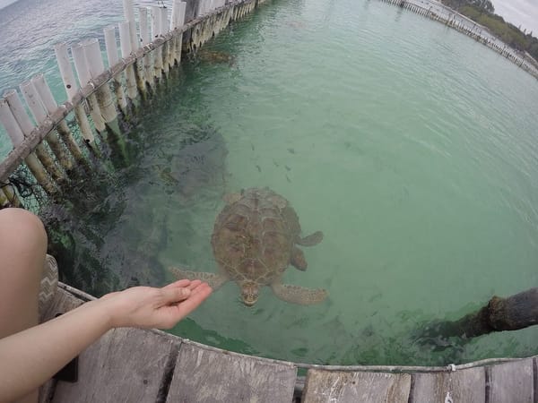 A day in Isla Mujeres, Cancun, Mexico: photo 1