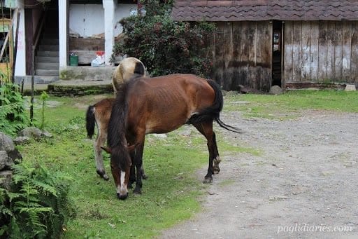 India, Sikkim: The Monastery Trail: photo 12
