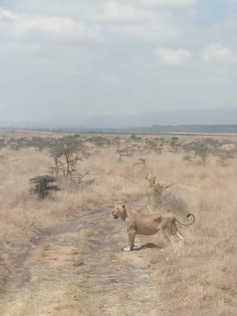 The Perfect Weekend in Nairobi: photo 5