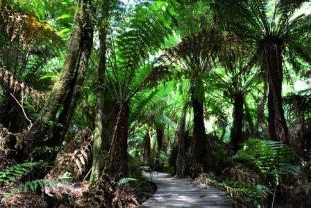 Camping the Great Ocean Road: photo 6