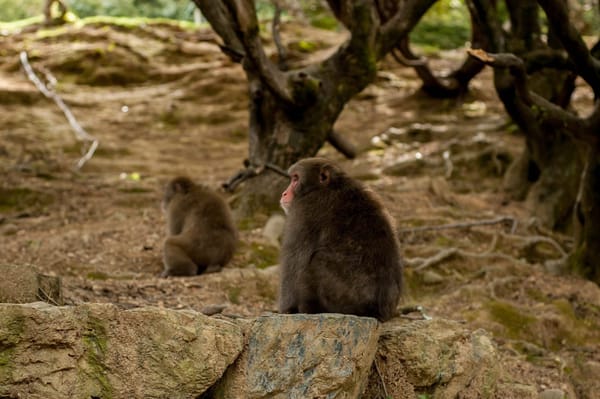 Visiting Arashiyama? Don’t Miss the Iwatayama Monkey Park!: photo 4
