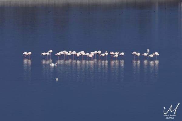 Birdwatching in Greece - Lake Kerkini: photo 10