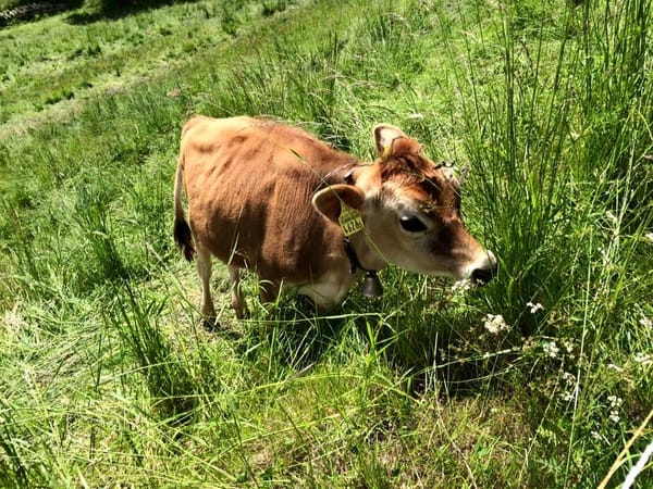 Experiencing the Swiss Alps: photo 5