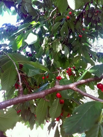 Picking Cherries and Baking Pies in Rural Romania: photo 7