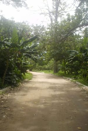 Chuao: a stunning place with denomination of origin cocoa: photo 6