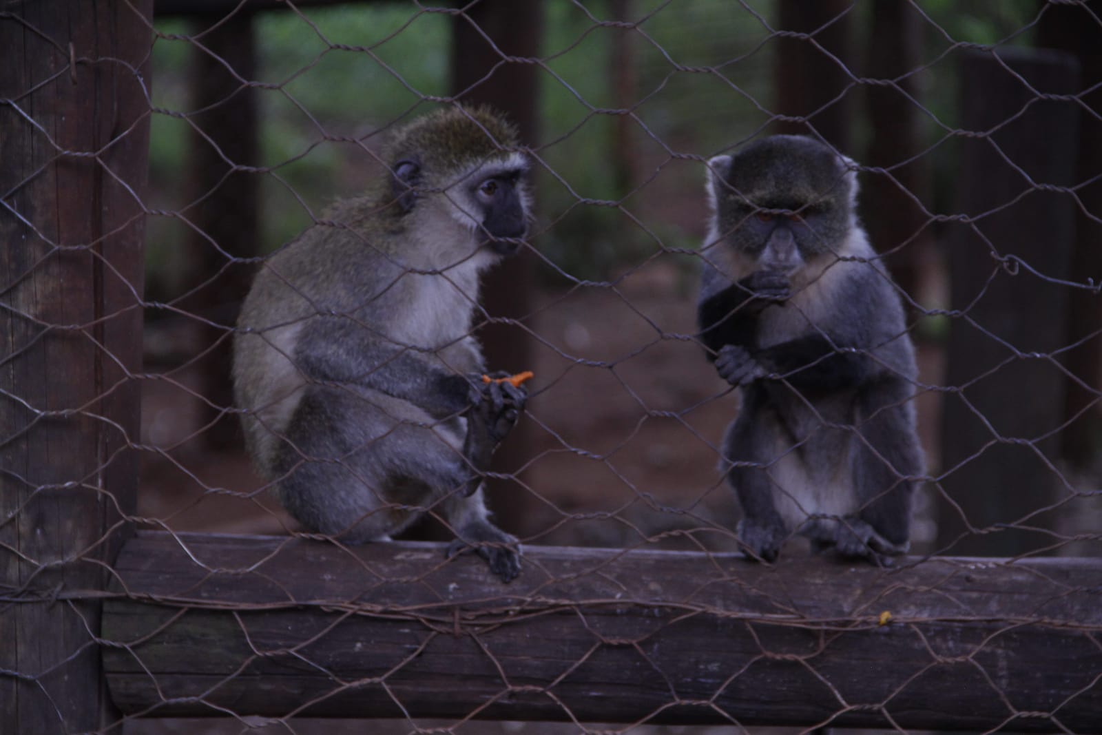 Nairobi:  A concrete jungle with a wild side to experience