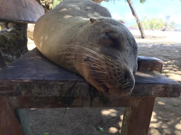 Backpacking through Islands:The Galapagos Islands: photo 2