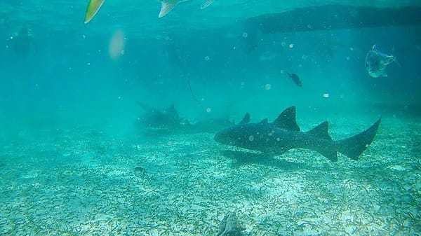 Backpackers Guide to Caye Caulker, Belize: photo 3