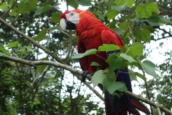 Peninsula de Osa: Costa Rica: photo 1