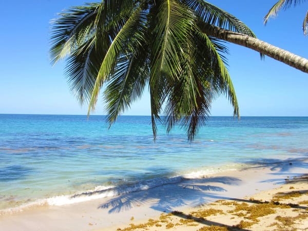 Caribbean Vibes and Pura Vida - Puerto Viejo: photo 6