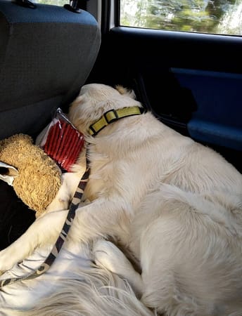 A pet-friendly cross country journey to Himachal Pradesh, India: photo 3