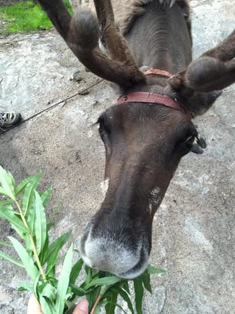 Visit Santa Claus in Lapland: photo 6