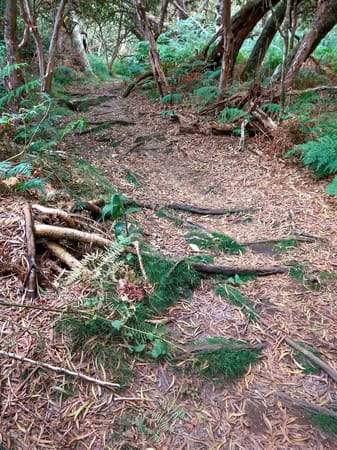 Hiking the Cryptomeria forest in Reunion Island: photo 7