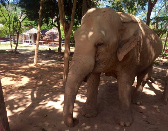 Koh Samui: 5 Great Things to See and Do: photo 3
