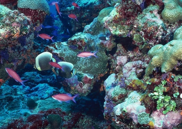 Madagascar, Diego Suarez Bay: the snorkeling paradise: photo 1