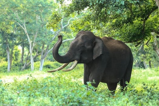Spending A Day at Singapore Zoo and Singapore Night Safari: photo 8
