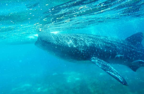 Top 5 Reasons Why You Should Visit Cebu, Philippines: photo 9