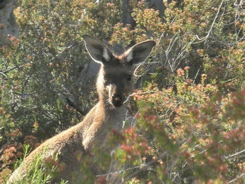 Flinders Ranges: Ancient earth and fascinating wildlife: photo 10